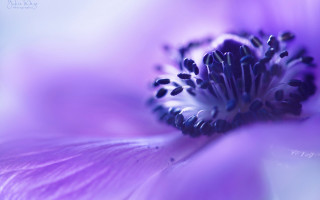 Purple flower macro white center - a white center free wallpaper