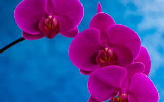 Purple flowers blue sky macro - thin free wallpaper