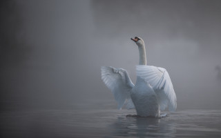 White swan floating wings spread - a white swan free wallpaper