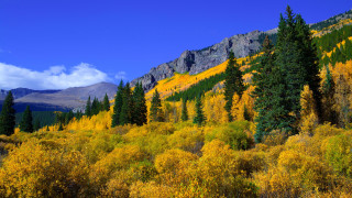 Mountain forest autumn leaves sunset 2 - fall vibrancy free wallpaper