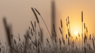 Grass sunset hazy clouds macro - hazy free wallpaper