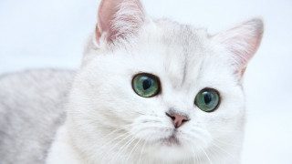 White cat green eyes looking - a white cat free wallpaper
