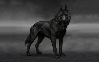 Black wolf foggy field gothic - a black wolf free wallpaper