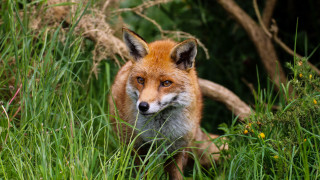 Red fox tall grass curious - a red fox free wallpaper