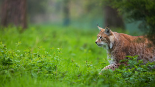 Lynx tallgrass woods eyes closed - the tall grass free wallpaper