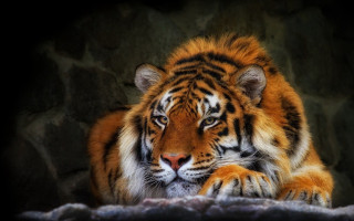 Tiger rock dark closed eyes - one paw free wallpaper