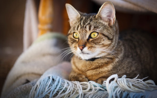 Serious cat lying blurry background - a blanket free wallpaper