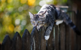 Cat fence portrait bokeh depth - the camera free wallpaper