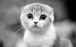 Kitten big eyes sad greyscale - big eye free wallpaper