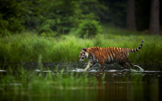 Tiger river forest green grass - green grass and trees free wallpaper