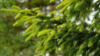Pine branch green leaves blurry - a close up of a pine tree branch free wallpaper