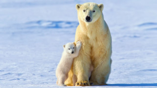 Polar bear cub mother snow - a polar bear free wallpaper