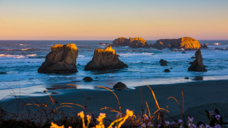 Beach rocks flowers sky ocean - a few flower free wallpaper