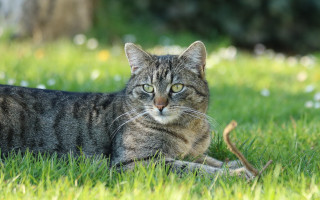 Sad cat in grass outdoors 5 - the grass free wallpaper