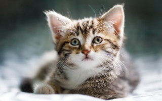 Kitten blueeyes sad laying bed - a kitten free wallpaper