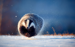 Badger snow winter aurora fireworks - in the wintertime time free wallpaper