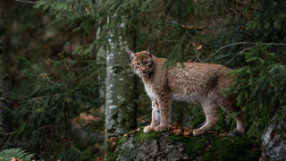 Lynx rock forest leaves wildlife - a lynx free wallpaper for desktop
