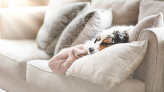 Dog couch blanket pillow cozy - cozy free wallpaper for desktop