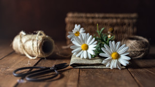 Daisies scissors book flower vase - photorealistic imagery free wallpaper