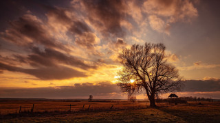 Tree field sunset clouds barn - a tree in a field free wallpaper