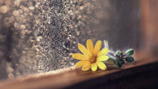 Yellow flower rain soaked window - a rain free wallpaper
