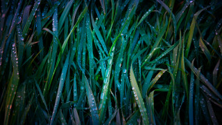 Grass water droplets bamboo forest - a dark sky free wallpaper