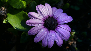 Purple flower water droplets butterfly 2 - petal free wallpaper