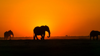 Elephants sunset field wildlife photography - a group of elephants free wallpaper
