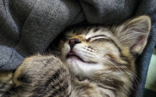 Sleeping cat renaissance microscopic cute - renaissance free wallpaper