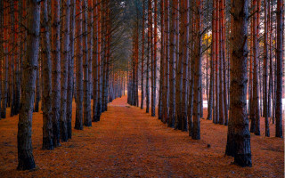 Forest path bench sunset magic - a bench in the middle free wallpaper