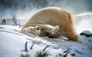 Polar bear cub snow photorealistic - polar free wallpaper