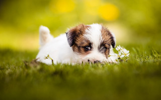 Small dog flower in mouth - a small dog free wallpaper