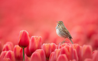 Bird flower field tulips pink - red tulip free wallpaper