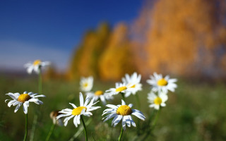 Daisy field blue sky yellow 2 - ammi phillips free wallpaper