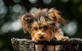 Small dog basket table green - a green background and a blurry background behind free wallpaper