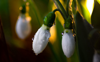 Flower water droplets macro bokeh 2 - betty merken free wallpaper for desktop