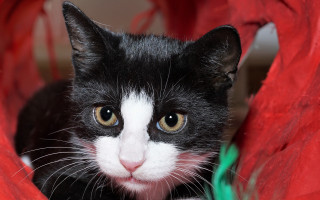 Black white cat red chair - a red chair free wallpaper