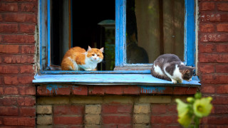 Cats window sill surreal award - photography free wallpaper