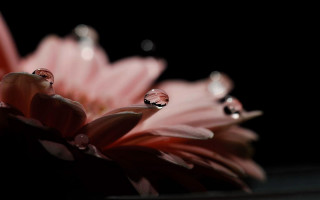 Pink flower water droplets macro 8 - cindy wright free wallpaper for desktop