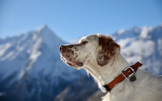 Dog brownwhitecollar mountain sky blurry - collar free wallpaper