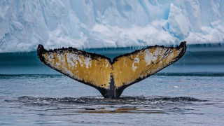 Whale tail glacier icebergs ecological - iceberg free wallpaper