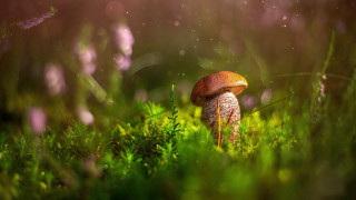 Mushroom lush green field bokeh - macro art free wallpaper