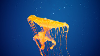 Yellow jellyfish bubbles blue background - jellyfish free wallpaper