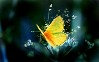 Yellow butterfly flower blue field 6 - a yellow butterfly free wallpaper