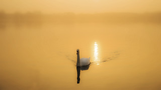 Swan lake sunset misty horizon - mist free wallpaper