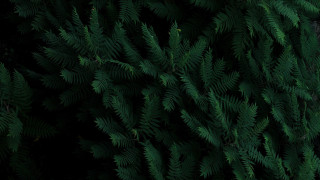 Green plant leaves black background 2 - filip hodas free wallpaper