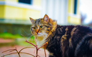 Cat branch house yellow outdoors - canon 5 0 mm free wallpaper for desktop