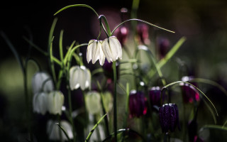 Flowers grass black background macro - a black background behind them free wallpaper