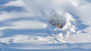 Polar bear snow hole outdoor - polar free wallpaper