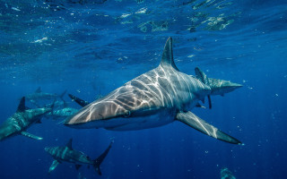 Shark diver ocean aurora moon - photograph free wallpaper